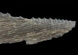 Cretaceous Swordfish (Protosphyraena) Pectoral Fin - Kansas #64125-3